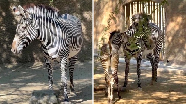 An adult zebra and a foal in a zoo habitat.