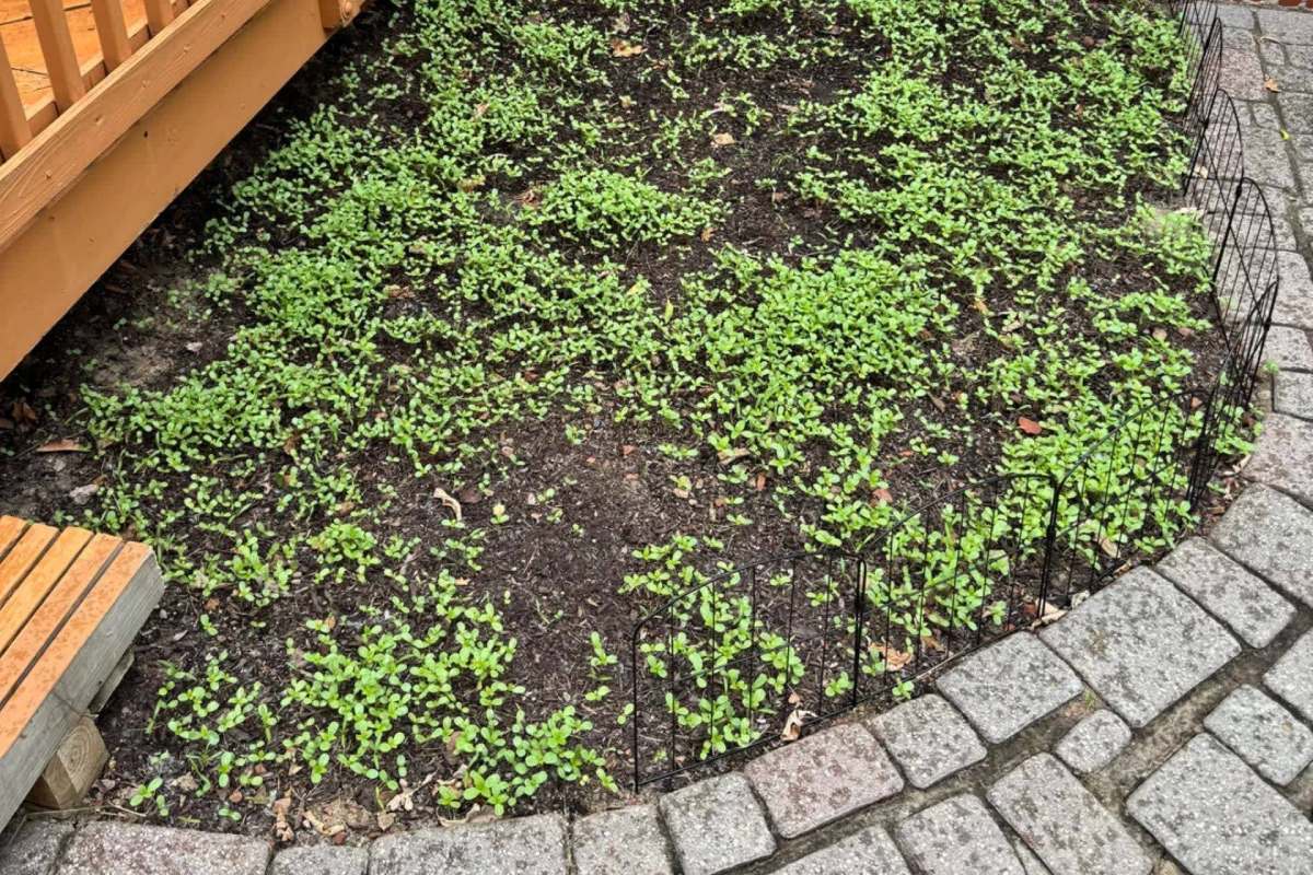 A patch of green seedlings bordered by a fence and stone paving.