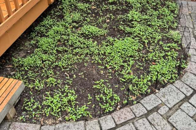 A patch of green seedlings bordered by a fence and stone paving.