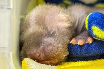 A tiny, sleeping baby grison with soft fur nestled on colorful fabric.