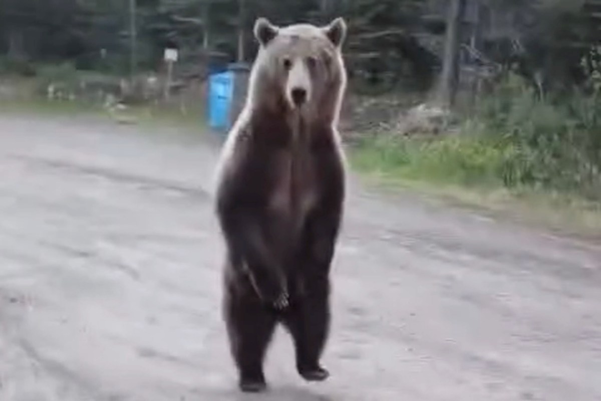 A bear stands upright on a gravel road, surrounded by trees and a blue trash bin in the background.