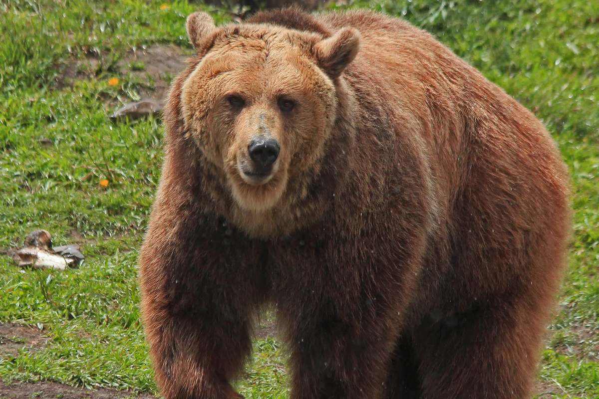 A close-up of a brown bear standing on grass, looking directly at the camera.