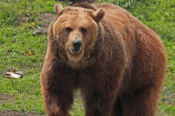 A close-up of a brown bear standing on grass, looking directly at the camera.