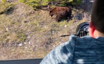 A person in a car points a camera at a brown bear foraging in a grassy area, framed by trees under clear skies.