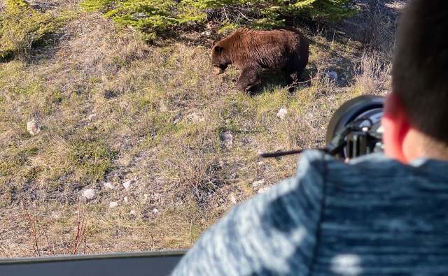 A person in a car points a camera at a brown bear foraging in a grassy area, framed by trees under clear skies.