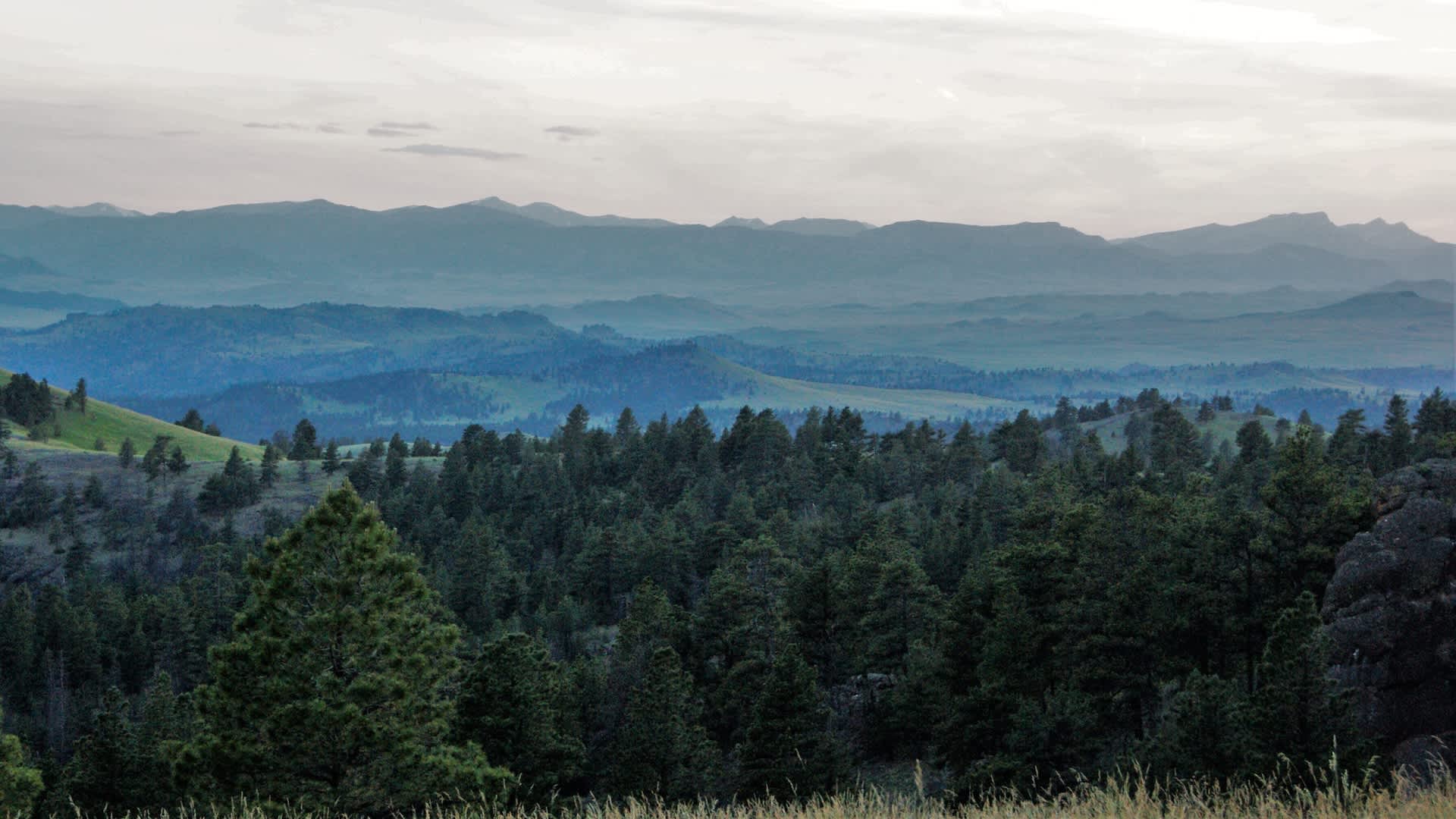 Montana lawsuit says Forest Service invented an emergency to greenlight logging in grizzly habitat