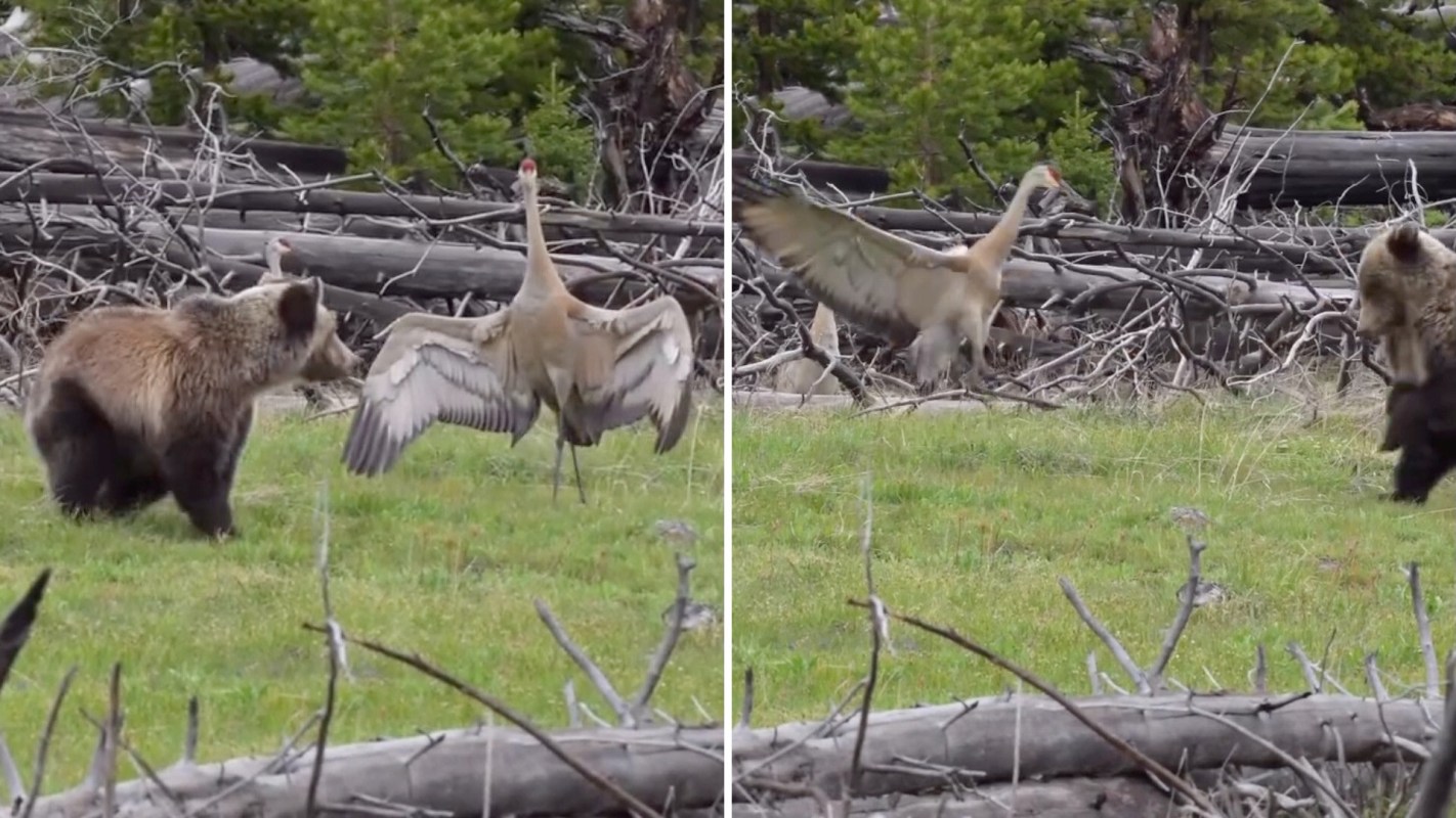 A grizzly bear approaches a sandhill crane displaying its wings in a natural setting with fallen logs.