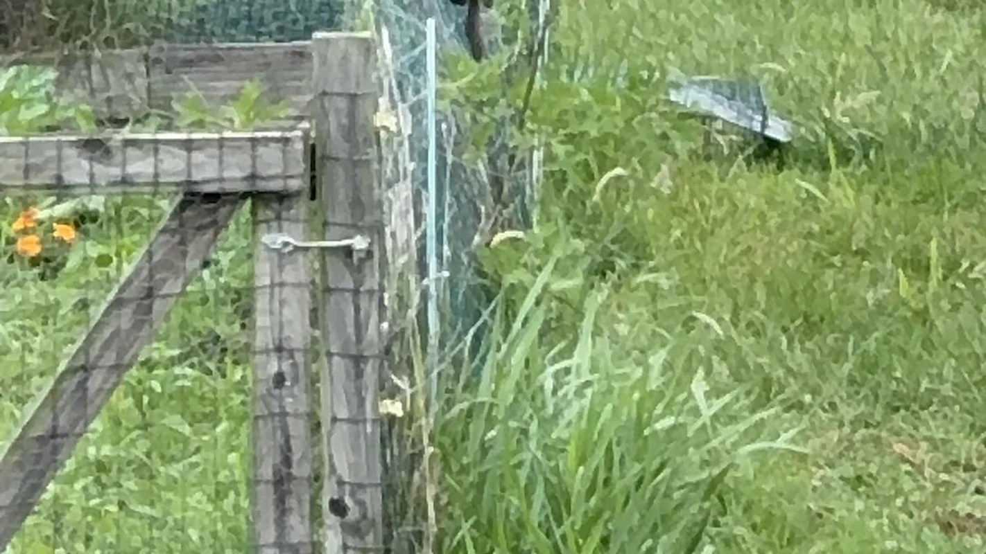 A weathered wooden gate with green grass and wild plants surrounding it.