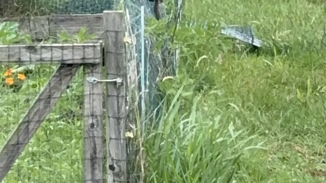 A weathered wooden gate with green grass and wild plants surrounding it.