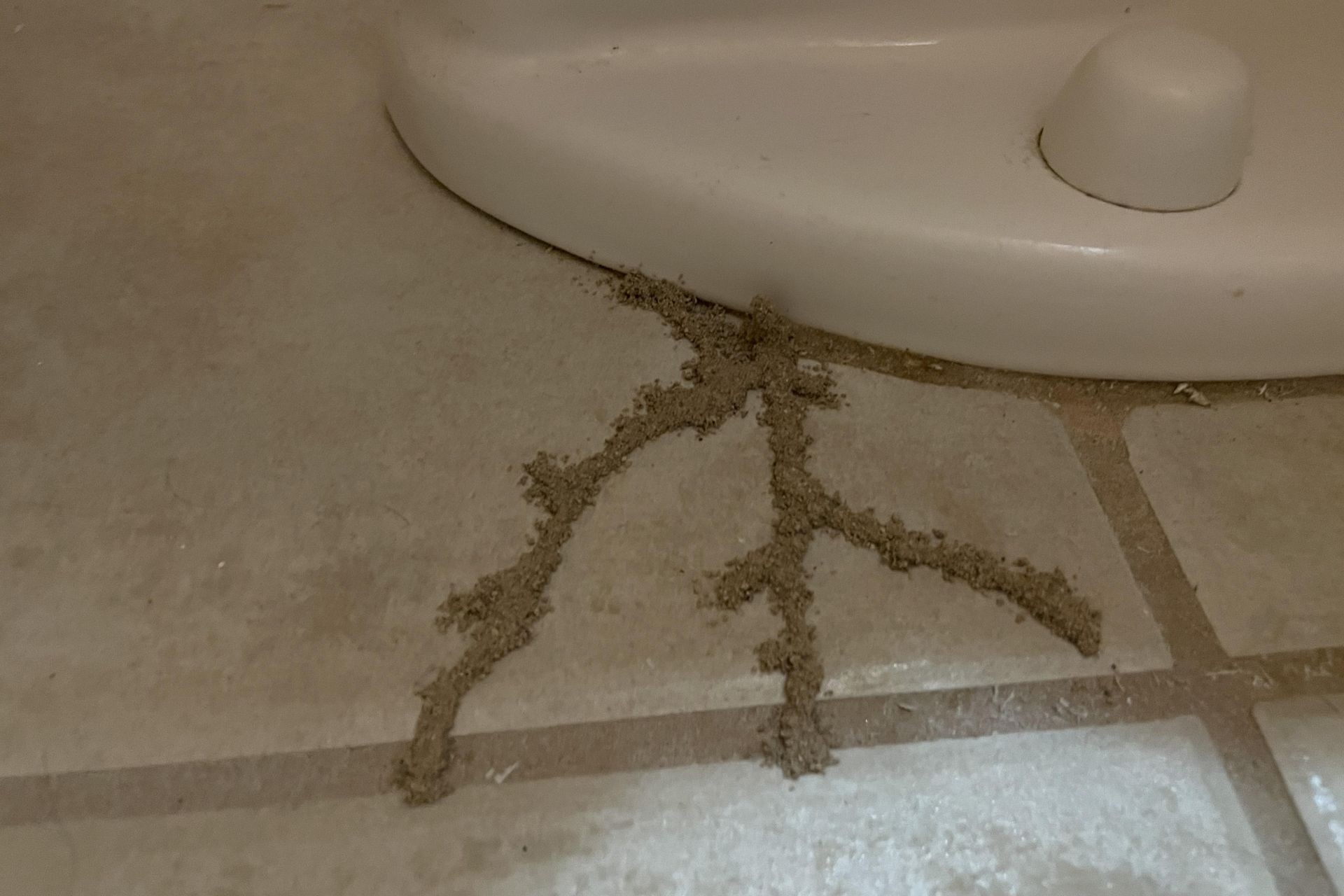 New Mexico homeowner finds grout-like piles around toilet and asks, 'What kind of bug [did] this?'