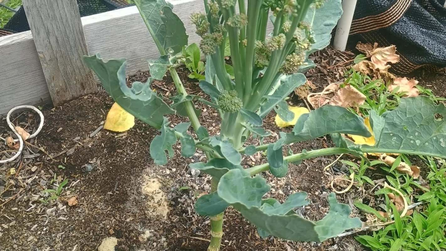 A close-up of a broccoli plant with green leaves and developing florets in a garden bed.
