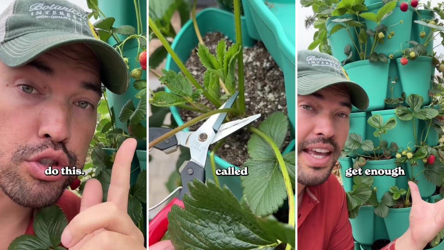 A person demonstrates strawberry plant care while holding pruning scissors beside a vertical garden of strawberries.