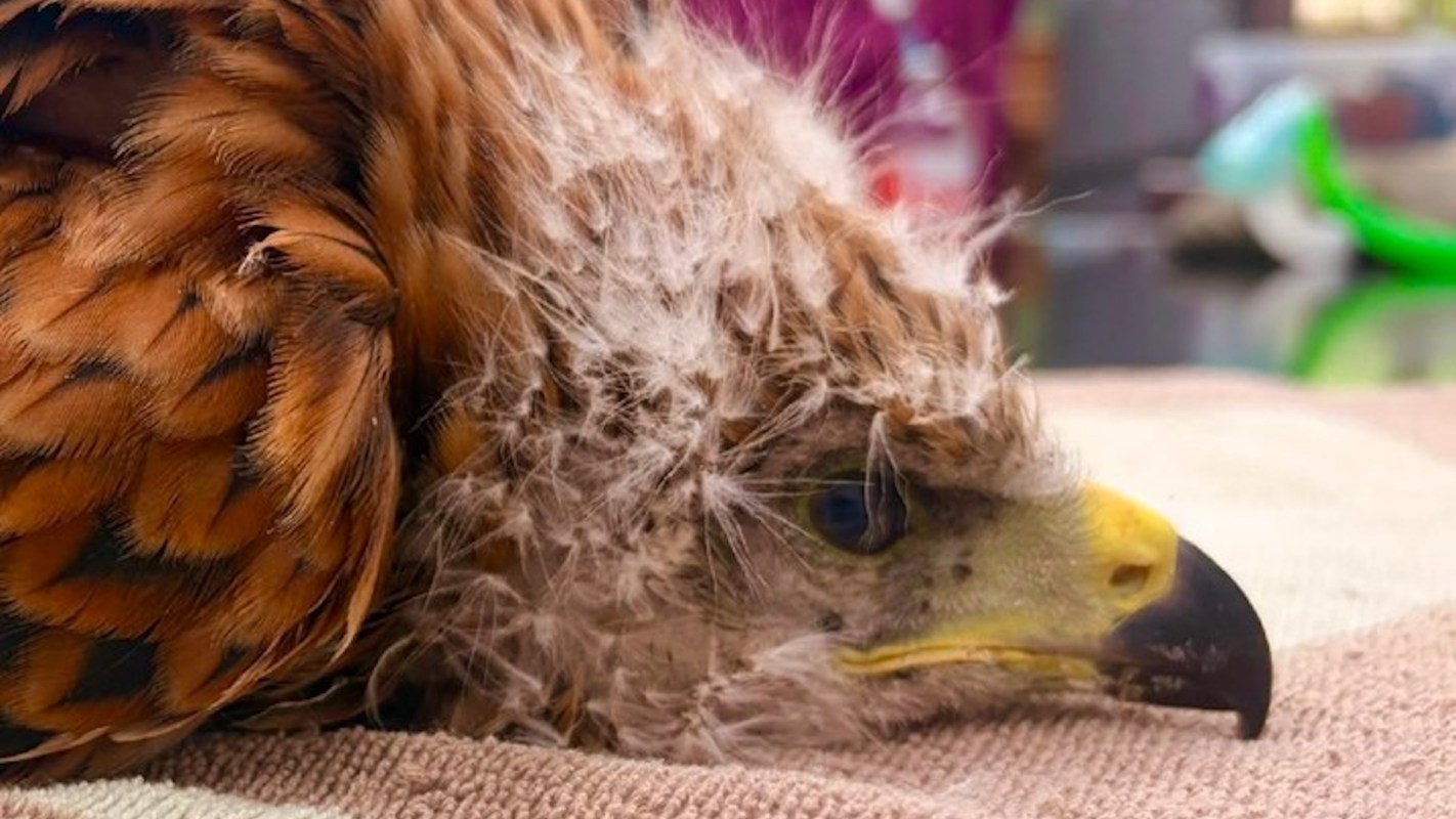 A close-up of a resting hawk with distinctive feathers and a yellow beak, laying on a textured surface.
