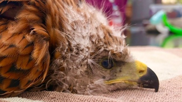 A close-up of a resting hawk with distinctive feathers and a yellow beak, laying on a textured surface.