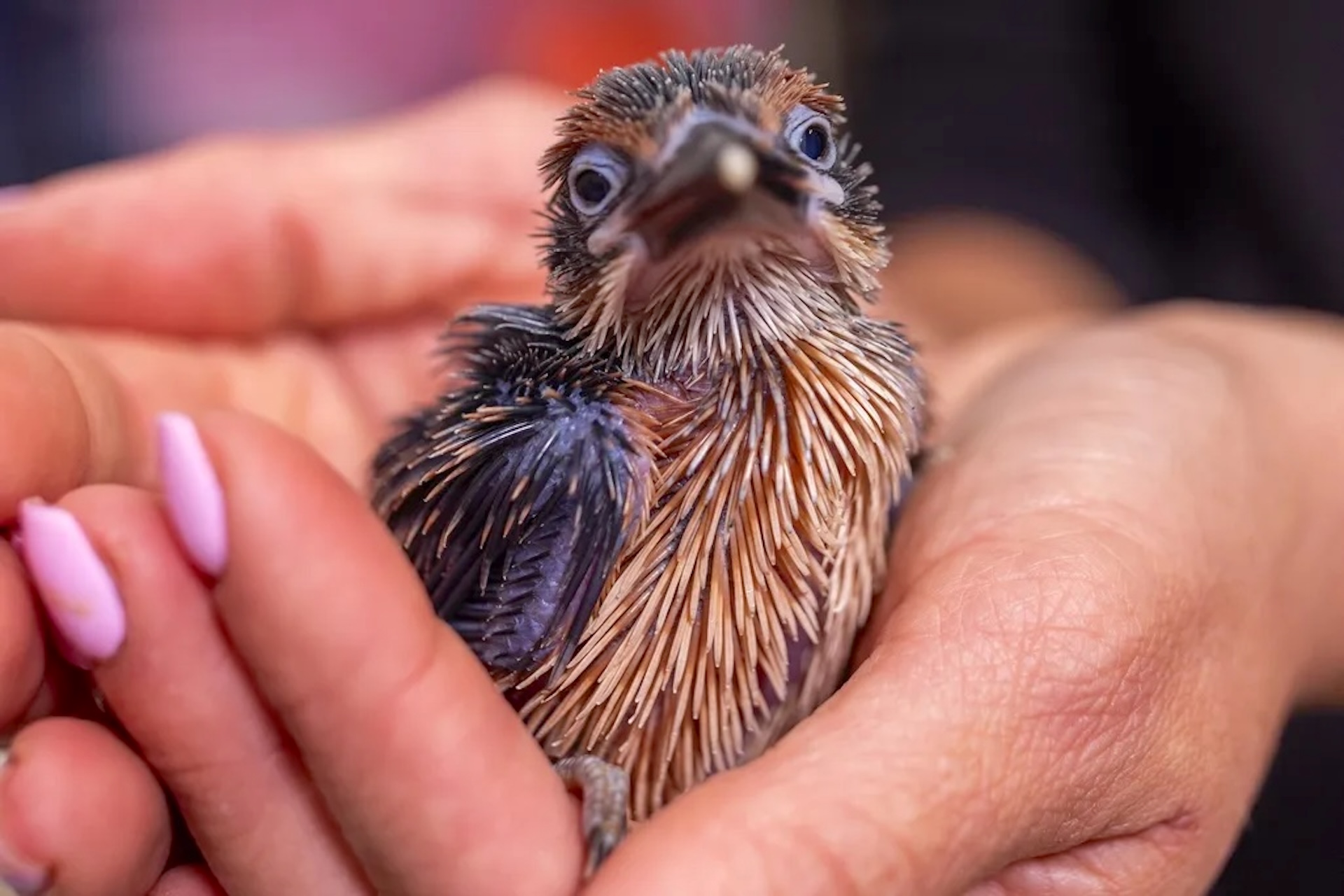 One of the world's rarest birds gets a boost as 4 Guam kingfisher chicks hatch