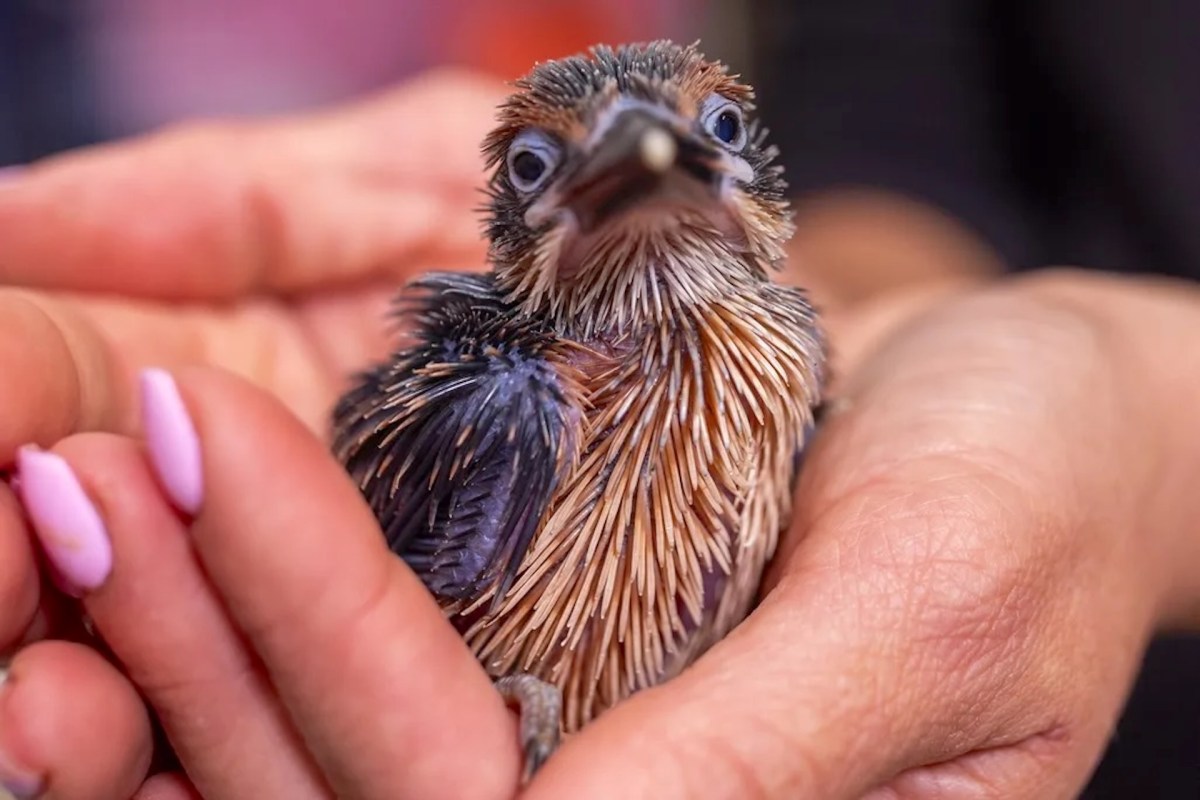 A person holding a small, fluffy bird in their hands.