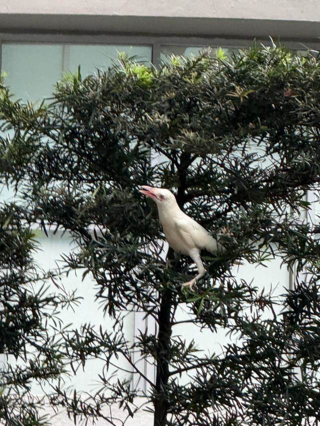 An albino crow.