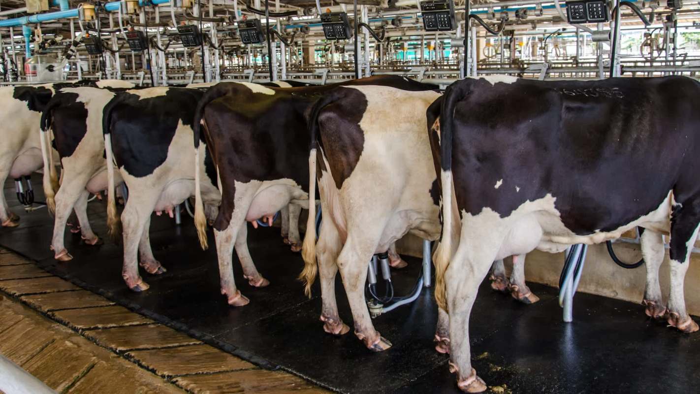 A row of dairy cows being milked in a modern milking parlor with machines attached.
