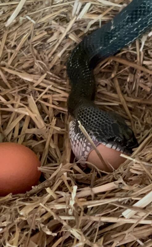 A close-up of a snake with a patterned body resting amid straw in a wooden enclosure.