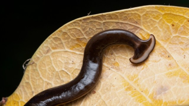 A brown, curved flatworm resting on a yellow leaf.