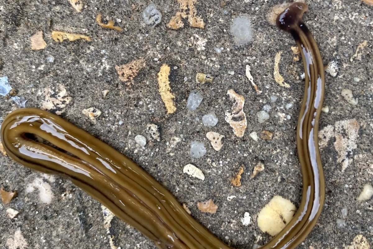 A long, slimy brown hammerhead worm rests on a textured surface dotted with small stones and debris.