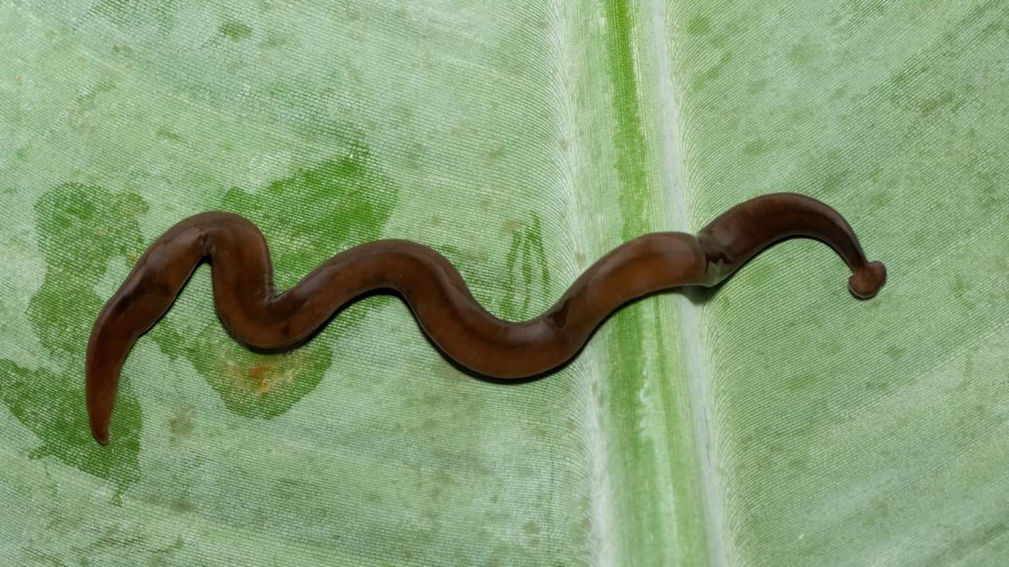 A brown, wavy worm lying on a textured green leaf surface.