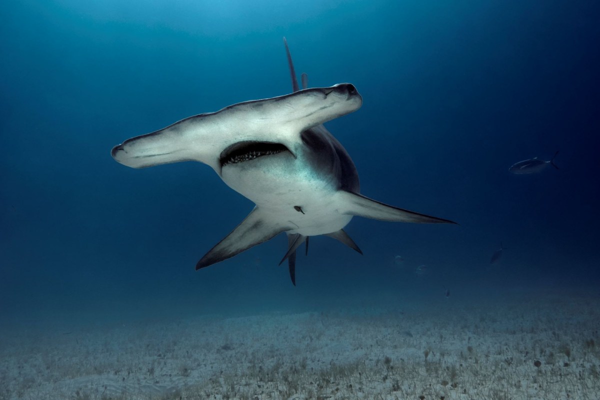 A hammerhead shark.