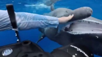 A person underwater interacts with a large marine animal while surrounded by blue water.