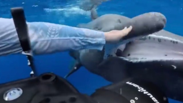 A person underwater interacts with a large marine animal while surrounded by blue water.