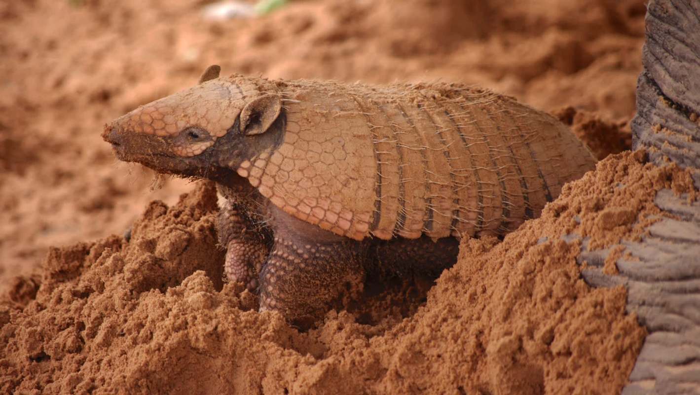 A large, armored armadillo with a textured shell, partially buried in sandy soil.