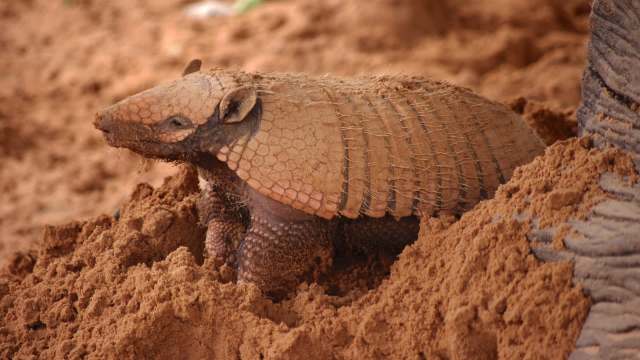 A large, armored armadillo with a textured shell, partially buried in sandy soil.