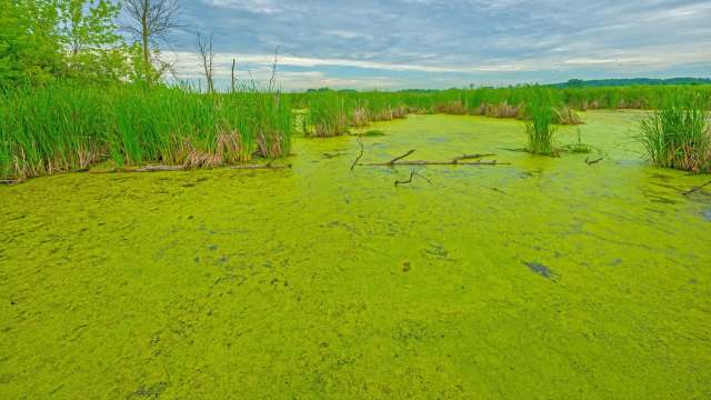 A tranquil wetland scene featuring bright green algae-covered water surrounded by tall grass and distant trees.