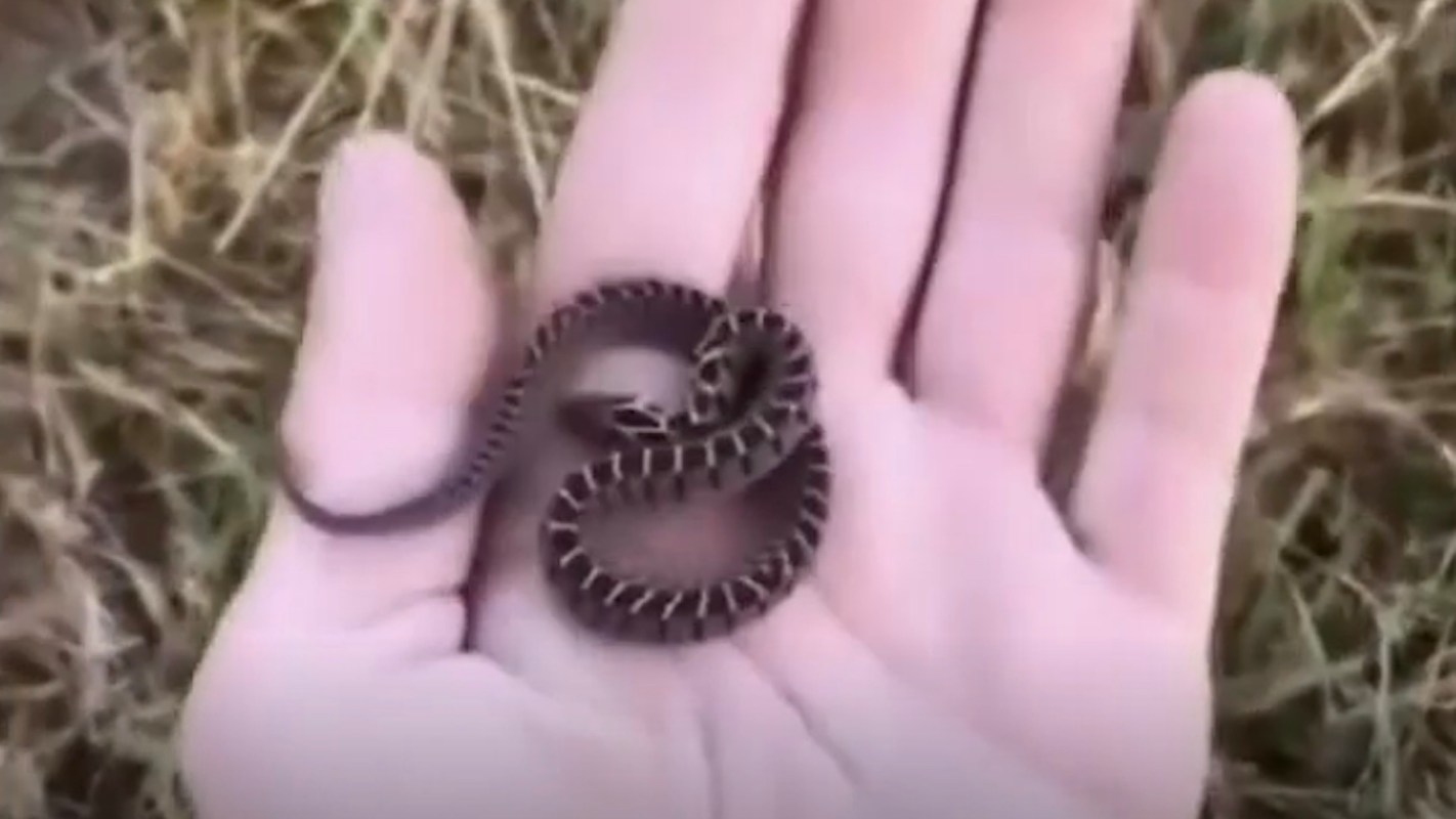 A small, coiled snake resting in an open palm, surrounded by dry grass.