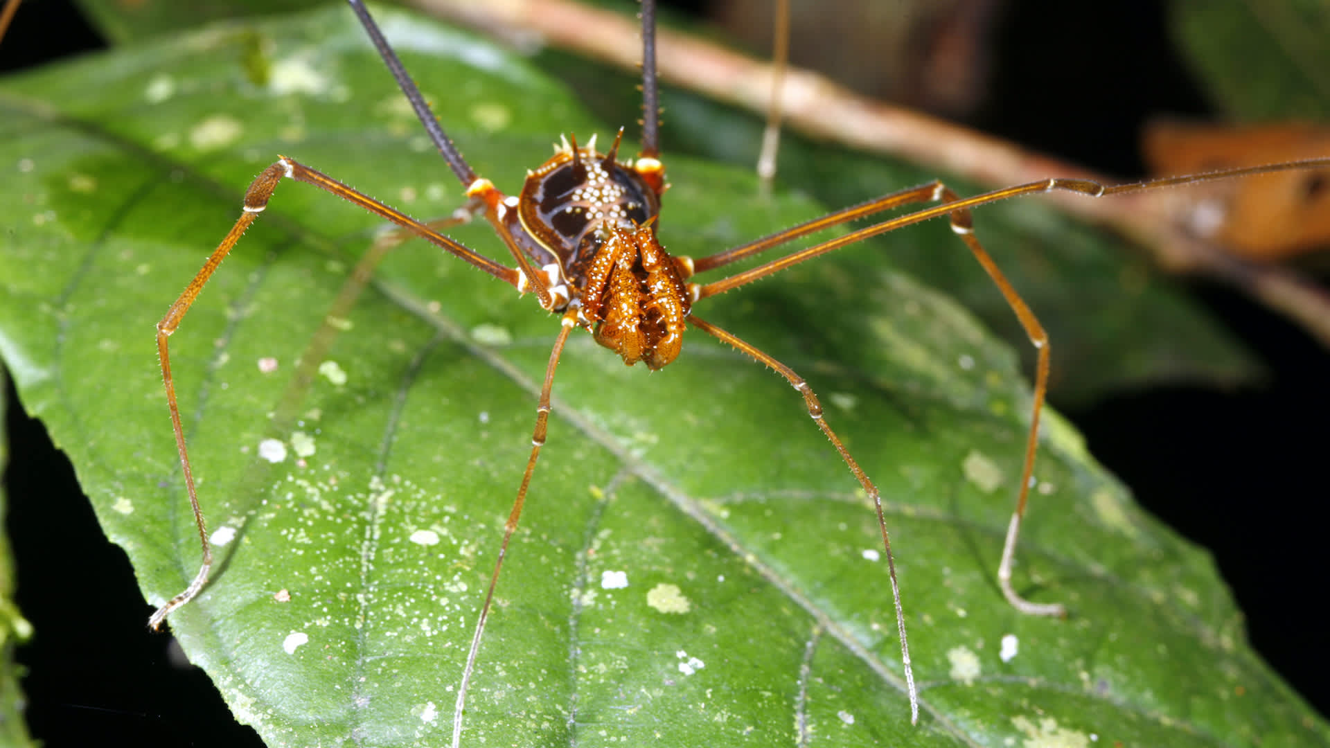 Guide spots daddy longlegs devouring a live frog in Ecuador cloud forest: 'I thought it was normal'