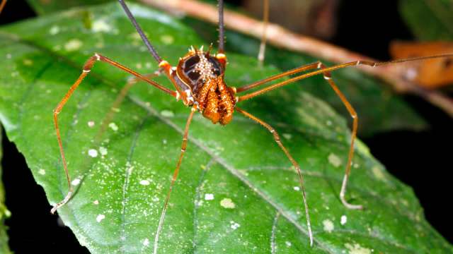 A close-up of an orange-brown insect with long legs sitting on a green leaf.