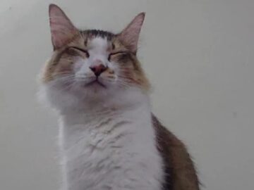 The cat looking content in its new home.