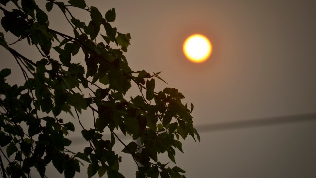 A leafy branch silhouetted against a hazy sky.