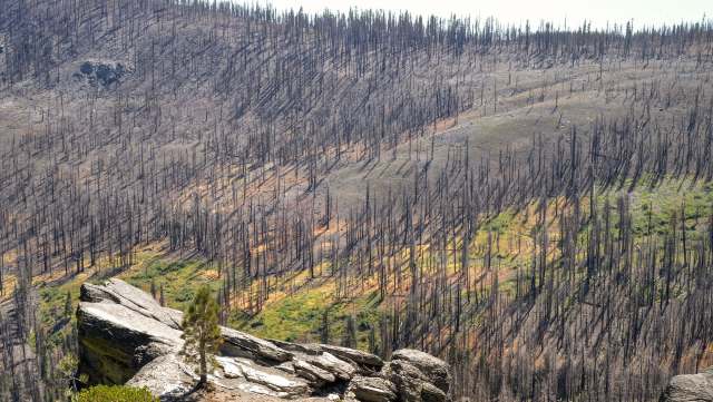 A landscape of a burned forest, featuring charred tree stumps and patches of regrowth on a sloped terrain.