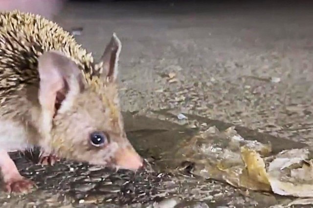 A hedgehog sniffing around on a textured surface with remnants of food nearby.