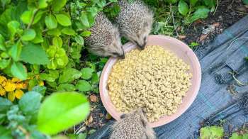 Three hedgehogs are eating from a shallow dish of food surrounded by lush green foliage.