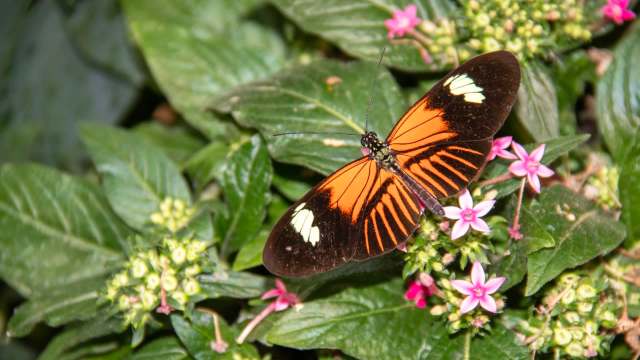 A orange butterfly perched on green foliage and pink flowers.