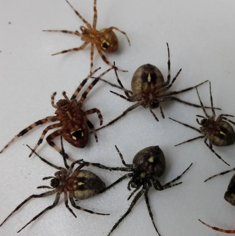 Six spiders on a white surface.