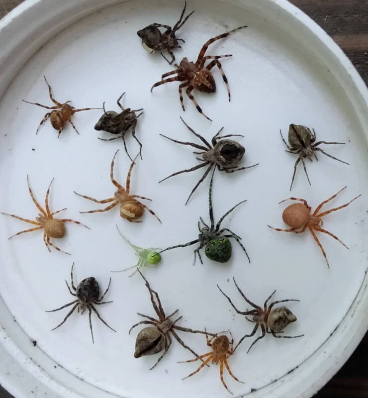 A collection of brown, orange-tan, and green spiders. 