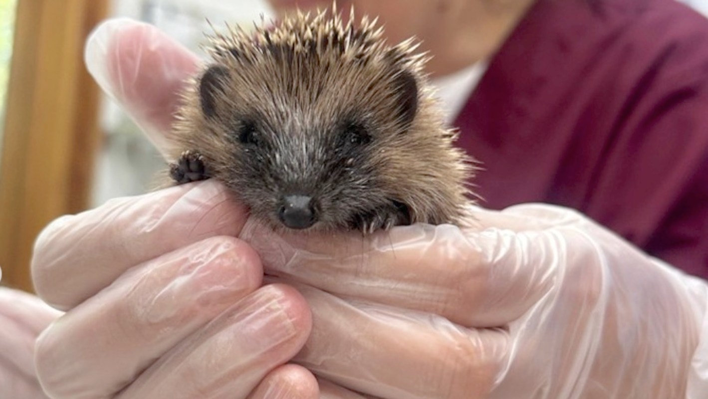 A person in gloves holds a small hedgehog in their hands, showcasing its cute face and spiky fur.