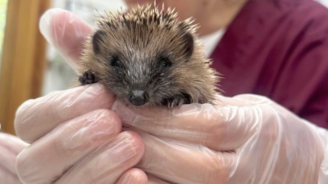 A person in gloves holds a small hedgehog in their hands, showcasing its cute face and spiky fur.