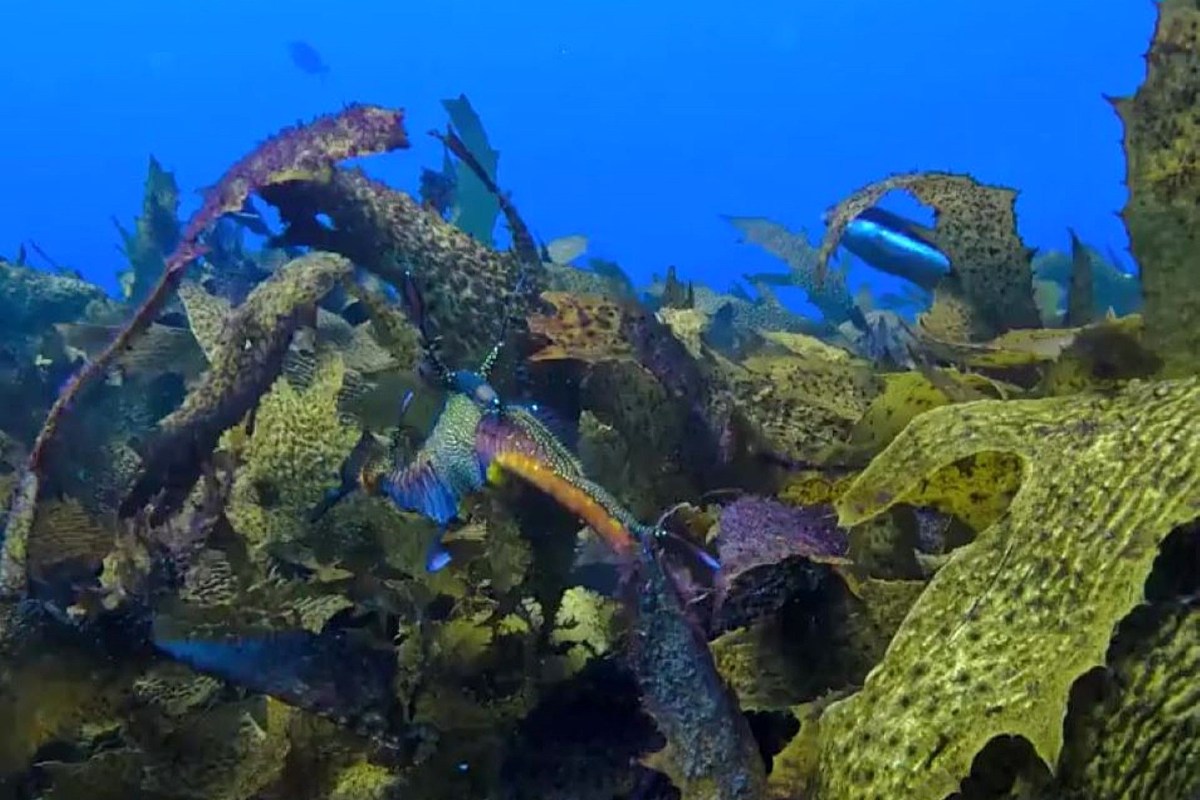 A colorful underwater scene featuring seahorses among kelp and marine life.