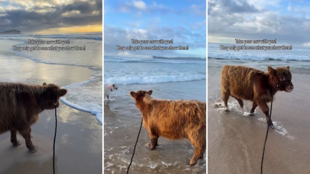A calf on a beach walks along the shoreline.