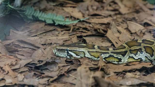 A brown and yellow python resting on a bed of dry leaves.