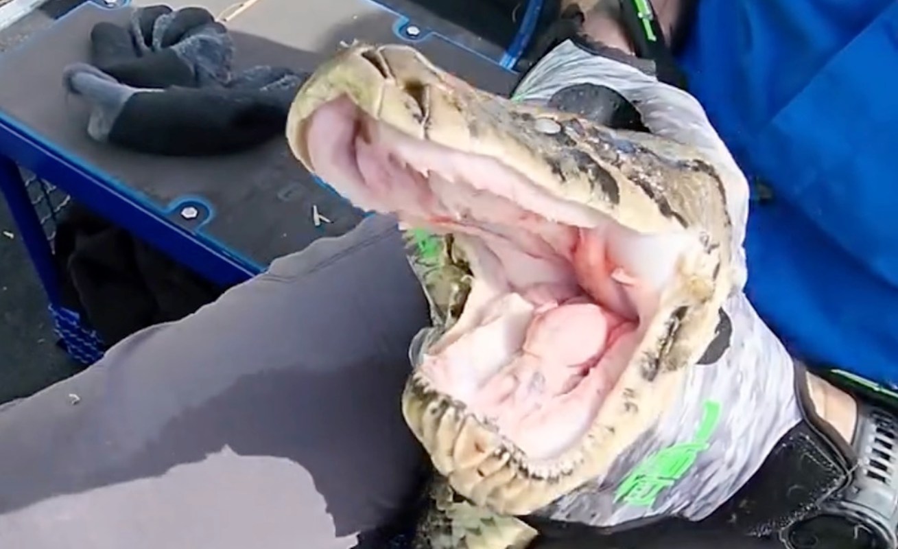 A person holds an alligator's open mouth, showcasing its sharp teeth and pink interior.