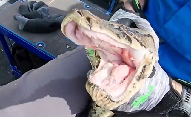 A person holds an alligator's open mouth, showcasing its sharp teeth and pink interior.